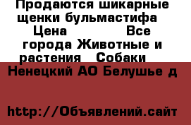 Продаются шикарные щенки бульмастифа › Цена ­ 45 000 - Все города Животные и растения » Собаки   . Ненецкий АО,Белушье д.